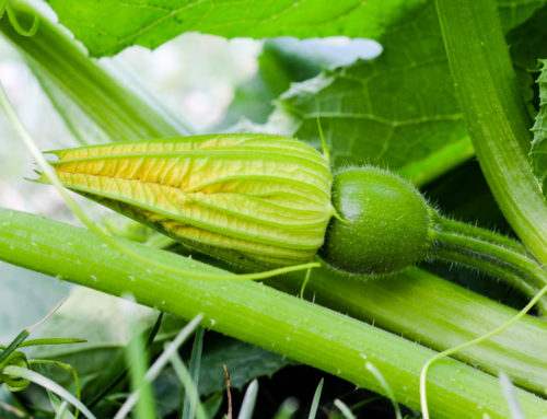 Hand Pollinating Squash